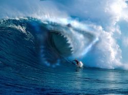 shark_surf